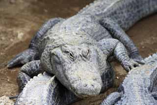 Foto, materiell, befreit, Landschaft, Bild, hat Foto auf Lager,Mississippi-Krokodil, Krokodil, , , Reptilien