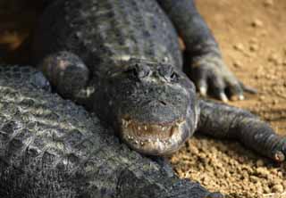 Foto, materiell, befreit, Landschaft, Bild, hat Foto auf Lager,Die Drohung des Krokodils, Krokodil, , , Reptilien