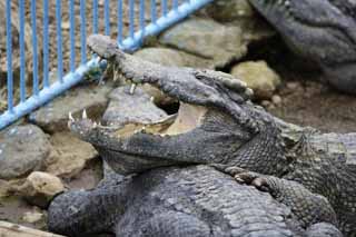 photo, la matire, libre, amnage, dcrivez, photo de la rserve,Crocodile de Siam, crocodile, , , Reptiles