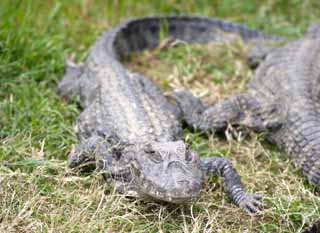 Foto, materiell, befreit, Landschaft, Bild, hat Foto auf Lager,Sagen Sie Hilo caiman mit Lippenbewegungen, Krokodil, , , Reptilien