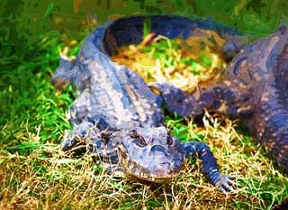 ,,, ,,,   , ,.  

 caiman Hilo, ., , ., .