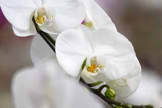 Foto, materiell, befreit, Landschaft, Bild, hat Foto auf Lager,Orchis graminifolia, Eine Orchidee, , , Orchis graminifolia