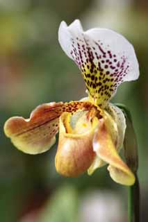 Foto, materieel, vrij, landschap, schilderstuk, bevoorraden foto,Paphiopedilum, Een orchidee, , , 