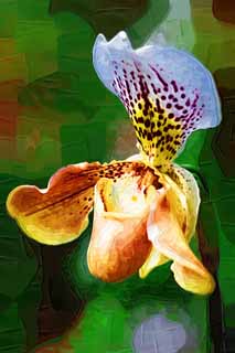 Illust, materieel, vrij, landschap, schilderstuk, schilderstuk, kleuren potlood, crayon, werkje,Paphiopedilum, Een orchidee, , , 