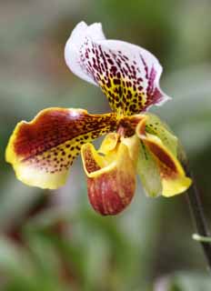 Foto, materiell, befreit, Landschaft, Bild, hat Foto auf Lager,Paphiopedilum, Eine Orchidee, , , 