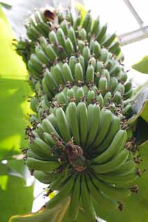 fotografia, materiale, libero il panorama, dipinga, fotografia di scorta,Il grappolo della banana, Frutta, Banana, banana, Tropicale