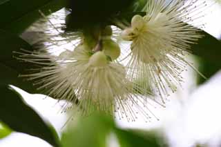 fotografia, material, livra, ajardine, imagine, proveja fotografia,Uma flor de jambos de Syzygium, ma de rosa, Myrtle a famlia, A zona tropical, Tropical