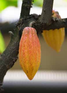 photo,material,free,landscape,picture,stock photo,Creative Commons,A cacao, cacao trout, Cocoa butter, Cocoa powder, Chocolate