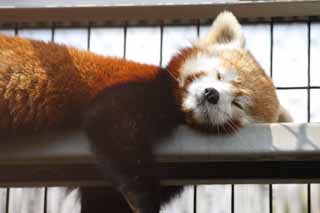 photo,material,free,landscape,picture,stock photo,Creative Commons,The afternoon of the nap, panda, , red panda, nap