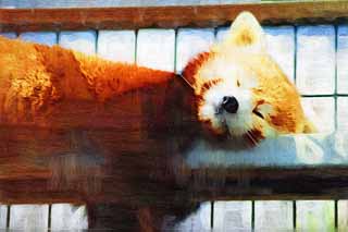illustration,material,free,landscape,picture,painting,color pencil,crayon,drawing,The afternoon of the nap, panda, , red panda, nap