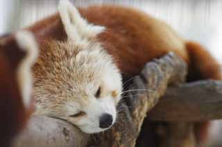 fotografia, materiale, libero il panorama, dipinga, fotografia di scorta,Il pomeriggio del pisolino, panda, , panda rosso, pisolino