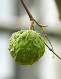 fotografia, materiale, libero il panorama, dipinga, fotografia di scorta,Sweetsop, Carne di frutta, Frutta, , Cibo