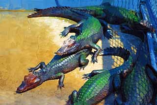 illust, materiell, befreit, Landschaft, Bild, Gemlde, Farbbleistift, Wachsmalstift, Zeichnung,,Ein brasilianischer caiman , Krokodil, , , Reptilien