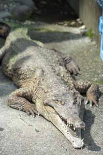 photo, la matire, libre, amnage, dcrivez, photo de la rserve,Africain svelte-snouted crocodile, crocodile, , , Reptiles