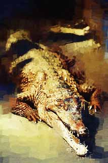 illust, matire, libre, paysage, image, le tableau, crayon de la couleur, colorie, en tirant,Africain svelte-snouted crocodile, crocodile, , , Reptiles