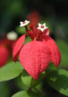 photo,material,free,landscape,picture,stock photo,Creative Commons,A tropical floret, white blossom, The tropical zone, Tropical, poinsettia