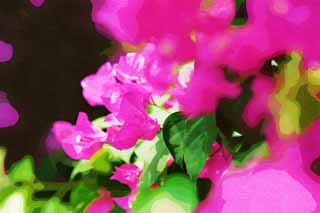 illust, material, livram, paisagem, quadro, pintura, lpis de cor, creiom, puxando,Um bougainvillaea, bougainvillaea, A zona tropical, Tropical, Eu sou deslumbrante