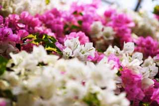 , , , , ,  .,bougainvillaea, bougainvillaea,  , ,  gorgeous