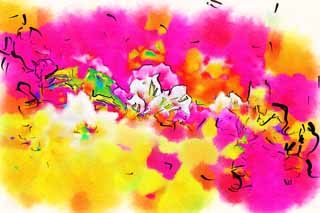 illust, matire, libre, paysage, image, le tableau, crayon de la couleur, colorie, en tirant,Un bougainvillaea, bougainvillaea, La zone tropique, Tropique, Je suis magnifique