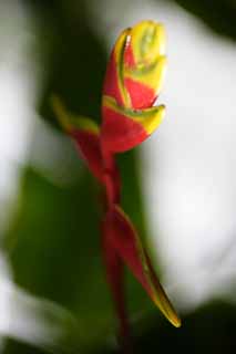 Foto, materieel, vrij, landschap, schilderstuk, bevoorraden foto,ROSUTORATA heliconia, Rood, De tropische zone, Tropisch, Ik ben prachtig