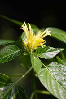 photo, la matire, libre, amnage, dcrivez, photo de la rserve,Schaueria Calicotria, fleur, La zone tropique, Tropique, Je suis magnifique