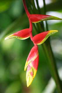 fotografia, materiale, libero il panorama, dipinga, fotografia di scorta,heliconia, Rosso, La zona tropicale, Tropicale, Io sono sfarzoso