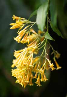 fotografia, materiale, libero il panorama, dipinga, fotografia di scorta,Un cestrum di arancia, chiodo di garofano, La zona tropicale, Tropicale, Io sono sfarzoso