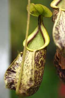 Foto, materieel, vrij, landschap, schilderstuk, bevoorraden foto,Een werper plant, Een insectivore, , Houseplant, De tropische zone