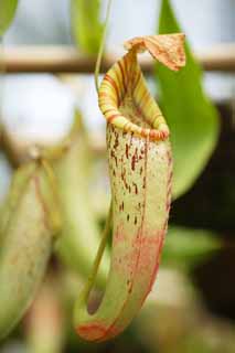 Foto, materieel, vrij, landschap, schilderstuk, bevoorraden foto,Een werper plant, Een insectivore, , Houseplant, De tropische zone