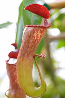 photo,material,free,landscape,picture,stock photo,Creative Commons,A pitcher plant, An insectivore, , houseplant, The tropical zone