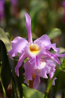 photo,material,free,landscape,picture,stock photo,Creative Commons,A cattleya, orchid, , An orchid, Gardening