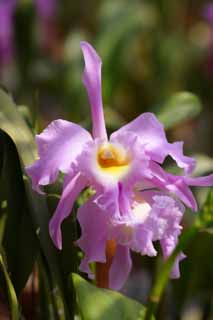 foto,tela,gratis,paisaje,fotografa,idea,Un cattleya, Orqudea, , Una orqudea, Jardinera