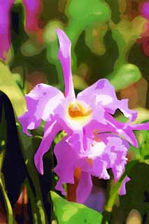 illust, material, livram, paisagem, quadro, pintura, lpis de cor, creiom, puxando,Um cattleya, orqudea, , Uma orqudea, Ajardinando