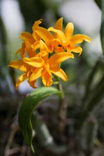 foto,tela,gratis,paisaje,fotografa,idea,Una orqudea amarilla, Orqudea, , Una orqudea, Jardinera