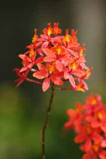 foto,tela,gratis,paisaje,fotografa,idea,Una orqudea roja, Orqudea, , Una orqudea, Jardinera