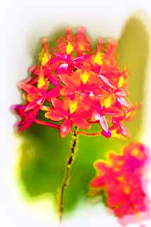 Illust, materieel, vrij, landschap, schilderstuk, schilderstuk, kleuren potlood, crayon, werkje,Een rode orchidee, Orchidee, , Een orchidee, Tuinier