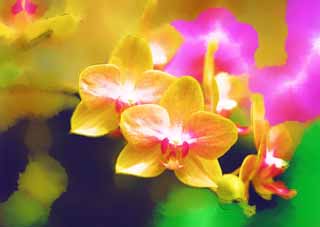 illust, materiale, libero panorama, ritratto dipinto, matita di colore disegna a pastello, disegnando,Un'orchidea gialla, orchidea, , Un'orchidea, Facendo del giardinaggio
