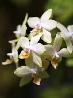 fotografia, materiale, libero il panorama, dipinga, fotografia di scorta,Un'orchidea bianca, orchidea, , Un'orchidea, Facendo del giardinaggio