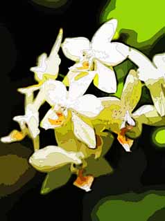 illust, material, livram, paisagem, quadro, pintura, lpis de cor, creiom, puxando,Uma orqudea branca, orqudea, , Uma orqudea, Ajardinando