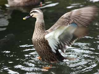 photo,material,free,landscape,picture,stock photo,Creative Commons,The flap of the duck, , duck, , wing