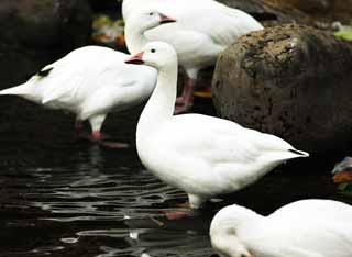 photo, la matire, libre, amnage, dcrivez, photo de la rserve,Un canard, une oie de la neige, canard, , gibier d'eau