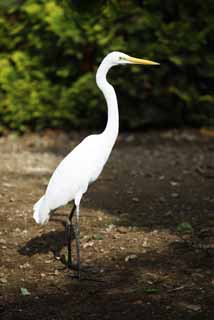 photo, la matire, libre, amnage, dcrivez, photo de la rserve,Un grand egret, hron, , , grand egret