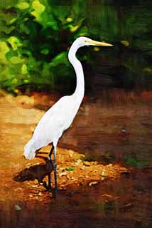 Illust, materieel, vrij, landschap, schilderstuk, schilderstuk, kleuren potlood, crayon, werkje,Een ruim egret, Reiger, , , Ruim egret