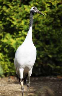 photo,material,free,landscape,picture,stock photo,Creative Commons,A Japanese crane, white crane with a red crest, crane, string, 