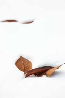fotografia, materiale, libero il panorama, dipinga, fotografia di scorta, versato le foglie da neve, La neve, Foglie morte, albero ciliegio, Hokkaido
