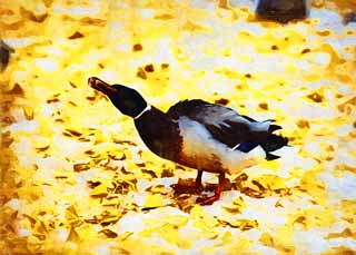 illust, matire, libre, paysage, image, le tableau, crayon de la couleur, colorie, en tirant,Le bulbul du canard, canard, , , ginkgo