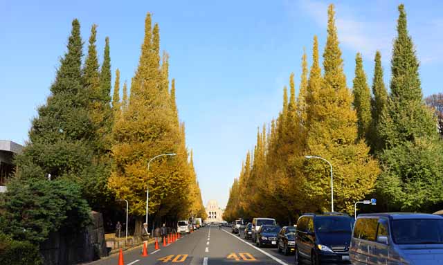 Foto, materiell, befreit, Landschaft, Bild, hat Foto auf Lager,Eine uere Garten-ginkgo-Reihe von Bumen, ginkgo, , Gelb, Baum an der Strae