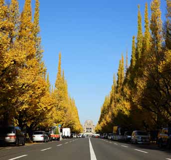 fotografia, materiale, libero il panorama, dipinga, fotografia di scorta,Una fila di ginkgo orto ed esterna di alberi, ginkgo, , Giallo, albero della strada