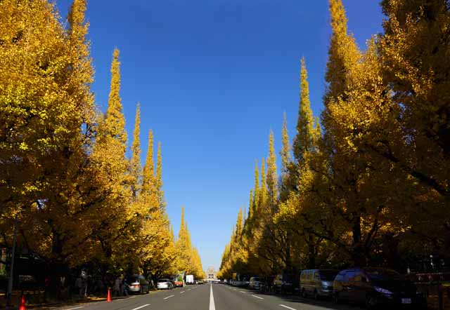 photo,material,free,landscape,picture,stock photo,Creative Commons,An outer garden ginkgo row of trees, ginkgo, , Yellow, roadside tree