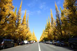 Foto, materieel, vrij, landschap, schilderstuk, bevoorraden foto,Een buitenste tuin ginkgo rij van de bomen, Ginkgo, , Geel, Berm boom